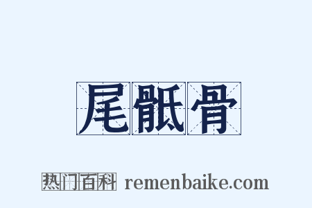 尾骶骨是什么意思的图片